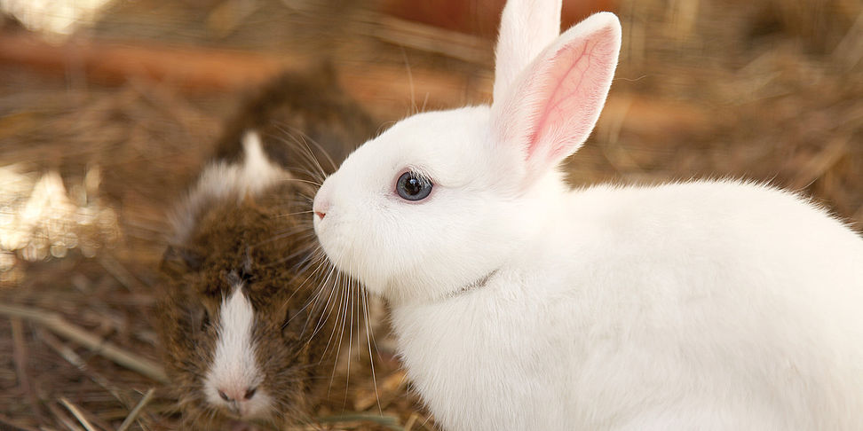 Tiere sind im Pflegeheim Potsdam willkommen.