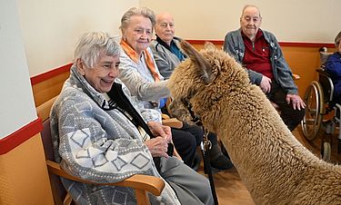Tierisch süße Gäste: Gerry und Karlsson vom Alpakahof „RR-Alpakas“. 