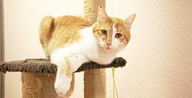 Fuerth-betreutes_Wohnen-Haustier-Katze-Seniorenresidenz