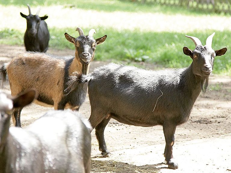 Tiere sorgen für heitere Stimmung im betreuten Wohnen Rastow - Haus Pulverhof
